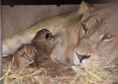ขอนแก่น (ชมคลิป) สวนสัตว์ขอนแก่น เชิญชวนนักเที่ยวประกวดตั้งชื่อ “ลูกสิงโต” คู่แรก ประกาศผลวันวาเลนไทน์
