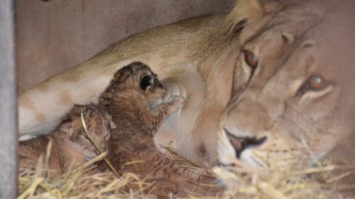 <span>ขอนแก่น (ชมคลิป) สวนสัตว์ขอนแก่น เชิญชวนนักเที่ยวประกวดตั้งชื่อ “ลูกสิงโต” คู่แรก ประกาศผลวันวาเลนไทน์</span>